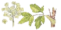 angelica