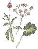 anise