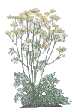 asafetida