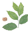 benzoin