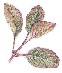 bergamot mint