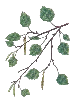 birch