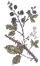 blackberry