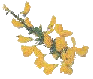 broom