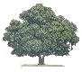 camphor