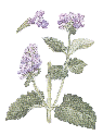catnip