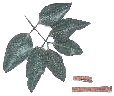 cinnamon