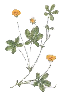 cinquefoil